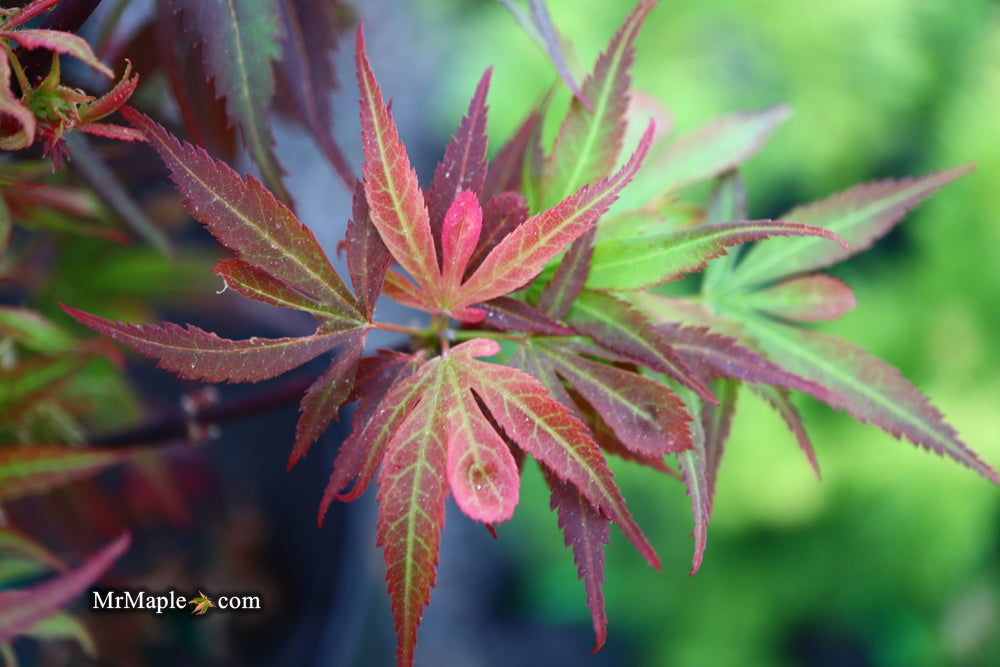 '- Acer palmatum 'Fireball' Dwarf Japanese Maple - Mr Maple │ Buy Japanese Maple Trees