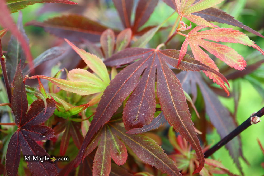 '- Acer palmatum 'Fireball' Dwarf Japanese Maple - Mr Maple │ Buy Japanese Maple Trees