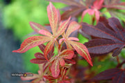- Acer palmatum 'Fireball' Dwarf Japanese Maple - Mr Maple │ Buy Japanese Maple Trees