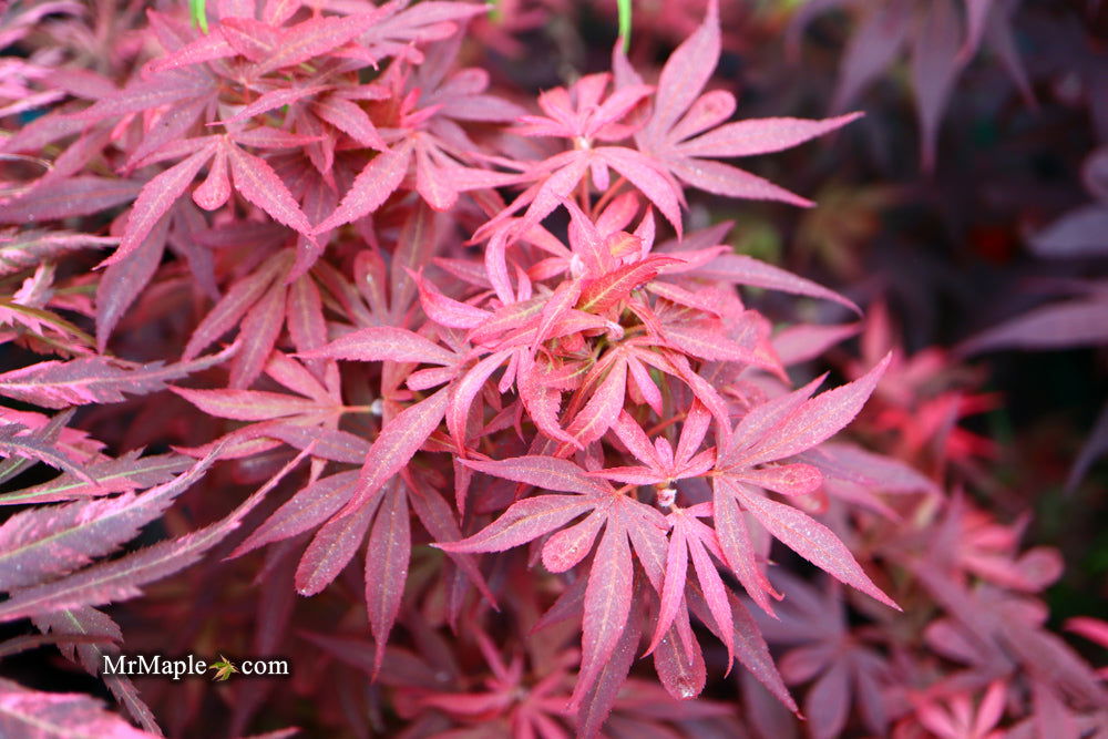 '- Acer palmatum 'Fireball' Dwarf Japanese Maple - Mr Maple │ Buy Japanese Maple Trees