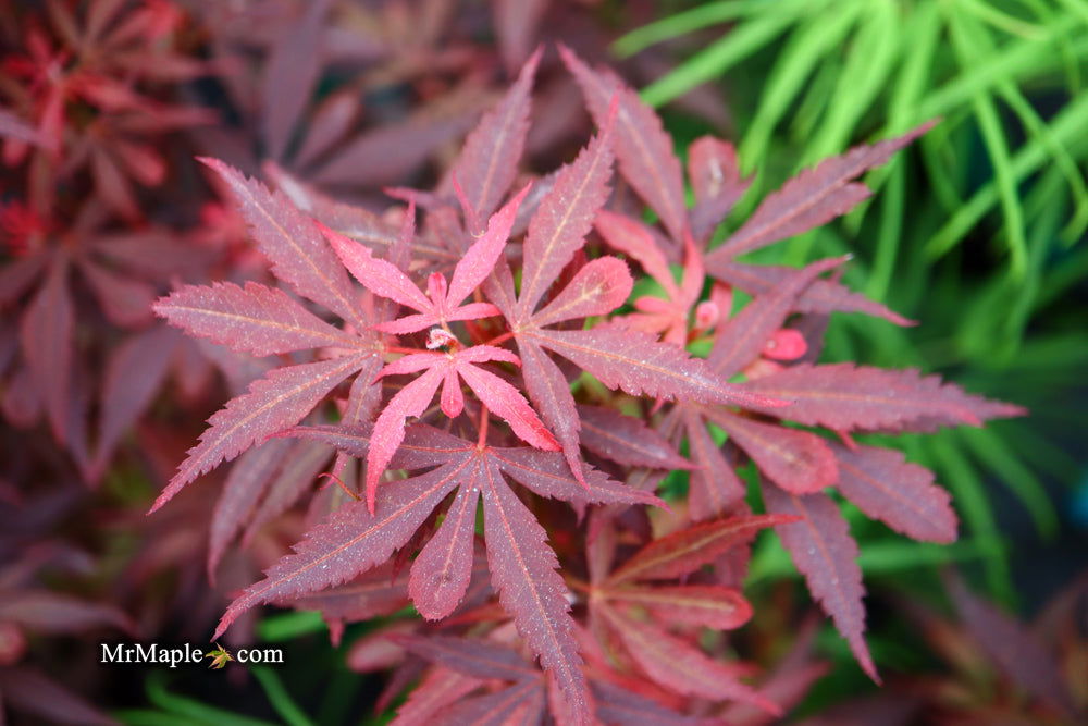 '- Acer palmatum 'Fireball' Dwarf Japanese Maple - Mr Maple │ Buy Japanese Maple Trees