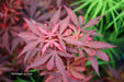 '- Acer palmatum 'Fireball' Dwarf Japanese Maple - Mr Maple │ Buy Japanese Maple Trees