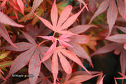 - Acer palmatum 'Fireball' Dwarf Japanese Maple - Mr Maple │ Buy Japanese Maple Trees