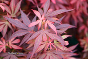 - Acer palmatum 'Fireball' Dwarf Japanese Maple - Mr Maple │ Buy Japanese Maple Trees