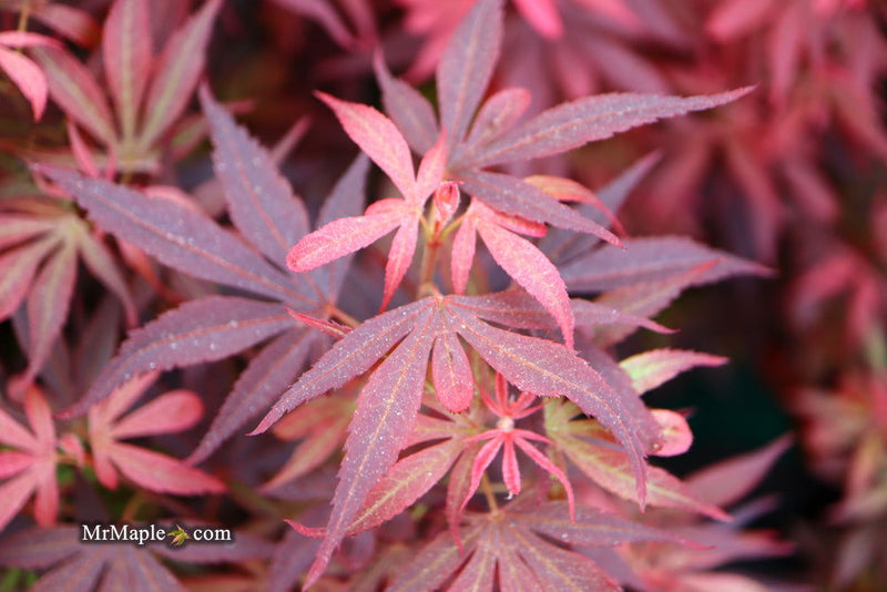 - Acer palmatum 'Fireball' Dwarf Japanese Maple - Mr Maple │ Buy Japanese Maple Trees
