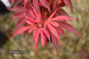- Acer palmatum 'Fireball' Dwarf Japanese Maple - Mr Maple │ Buy Japanese Maple Trees