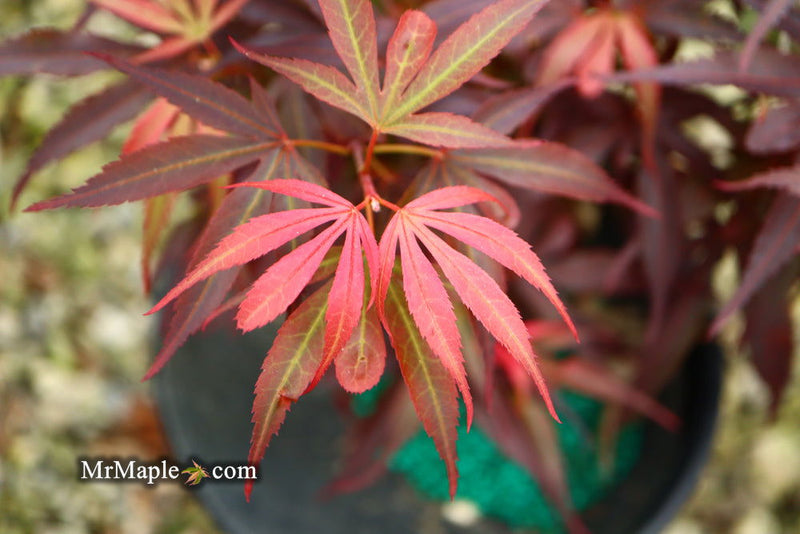 - Acer palmatum 'Fireball' Dwarf Japanese Maple - Mr Maple │ Buy Japanese Maple Trees