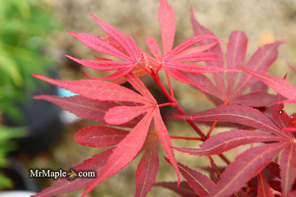 '- Acer palmatum 'Fireball' Dwarf Japanese Maple - Mr Maple │ Buy Japanese Maple Trees