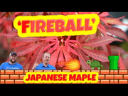 - Acer palmatum 'Fireball' Dwarf Japanese Maple - Mr Maple │ Buy Japanese Maple Trees