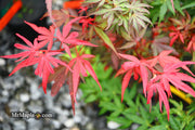 - Acer palmatum 'Fireball' Dwarf Japanese Maple - Mr Maple │ Buy Japanese Maple Trees