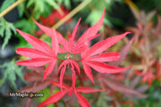 - Acer palmatum 'Fireball' Dwarf Japanese Maple - Mr Maple │ Buy Japanese Maple Trees