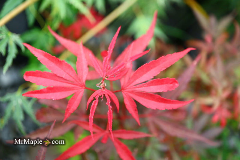 - Acer palmatum 'Fireball' Dwarf Japanese Maple - Mr Maple │ Buy Japanese Maple Trees