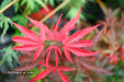 '- Acer palmatum 'Fireball' Dwarf Japanese Maple - Mr Maple │ Buy Japanese Maple Trees