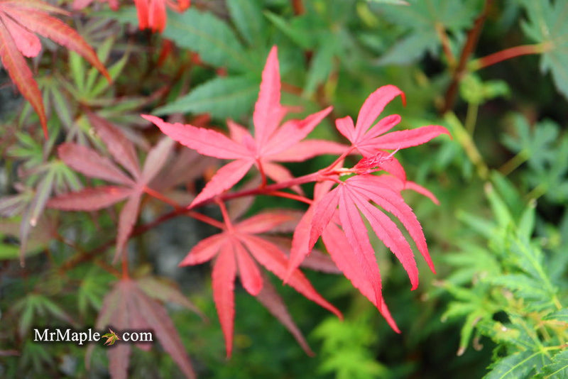 - Acer palmatum 'Fireball' Dwarf Japanese Maple - Mr Maple │ Buy Japanese Maple Trees