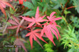 '- Acer palmatum 'Fireball' Dwarf Japanese Maple - Mr Maple │ Buy Japanese Maple Trees