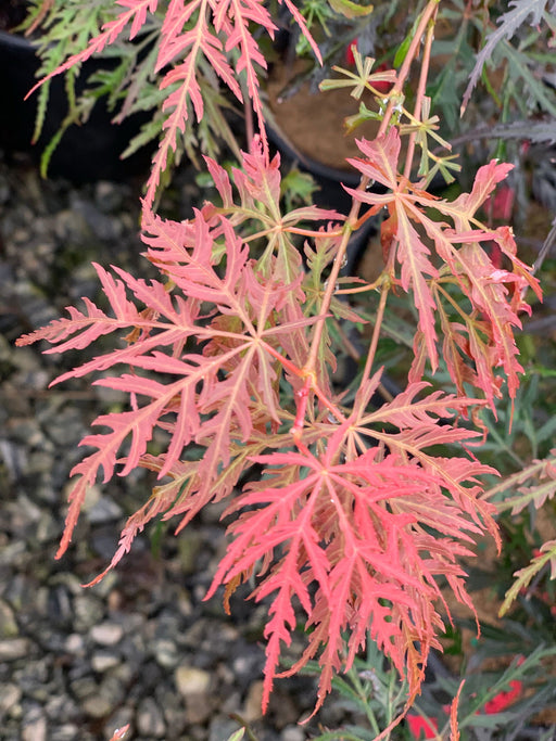 '- Acer palmatum 'Firecracker' Japanese Maple - Mr Maple │ Buy Japanese Maple Trees