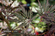 - Acer palmatum 'Firecracker' Japanese Maple - Mr Maple │ Buy Japanese Maple Trees