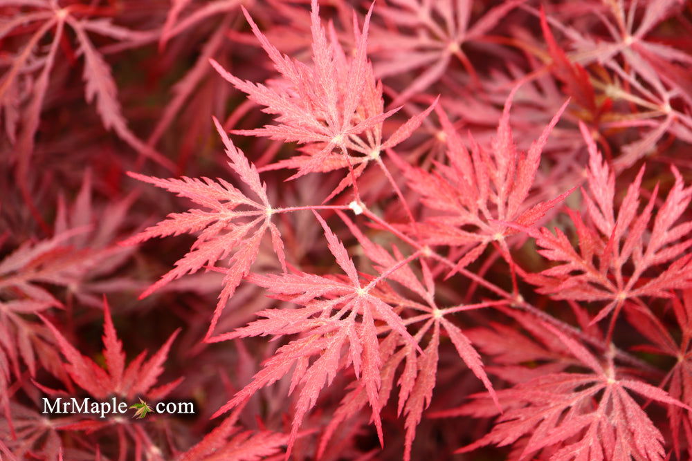 Buy Acer palmatum dissectum 'Firefall' Weeping Red Japanese Maple — Mr ...