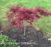 - Acer palmatum 'Firefall' Weeping Red Japanese Maple - Mr Maple │ Buy Japanese Maple Trees