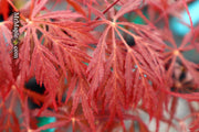 - Acer palmatum 'Firefall' Weeping Red Japanese Maple - Mr Maple │ Buy Japanese Maple Trees