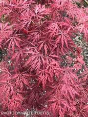- Acer palmatum 'Firefall' Weeping Red Japanese Maple - Mr Maple │ Buy Japanese Maple Trees
