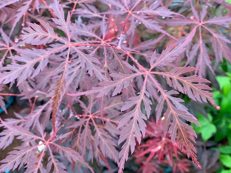 - Acer palmatum 'Firefall' Weeping Red Japanese Maple - Mr Maple │ Buy Japanese Maple Trees