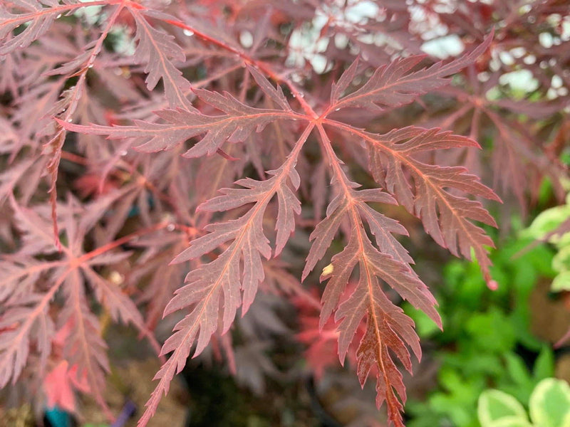- Acer palmatum 'Firefall' Weeping Red Japanese Maple - Mr Maple │ Buy Japanese Maple Trees
