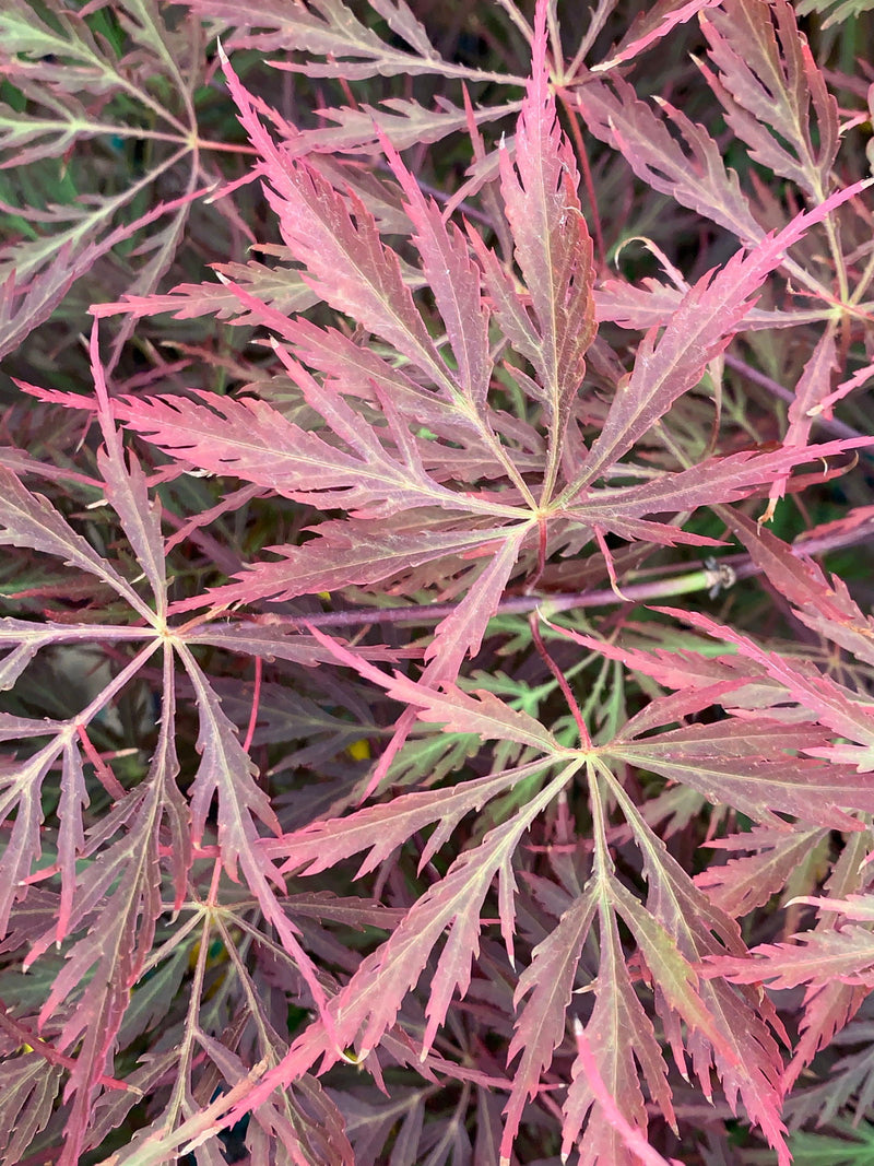 - Acer palmatum 'Firefall' Weeping Red Japanese Maple - Mr Maple │ Buy Japanese Maple Trees