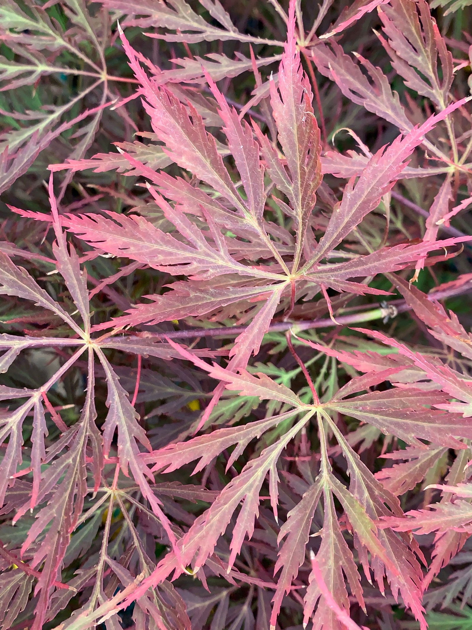 Buy Acer palmatum dissectum 'Firefall' Weeping Red Japanese Maple — Mr ...
