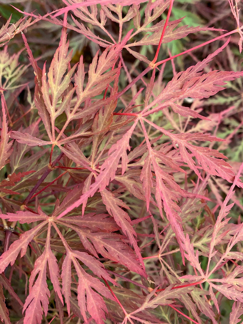 - Acer palmatum 'Firefall' Weeping Red Japanese Maple - Mr Maple │ Buy Japanese Maple Trees