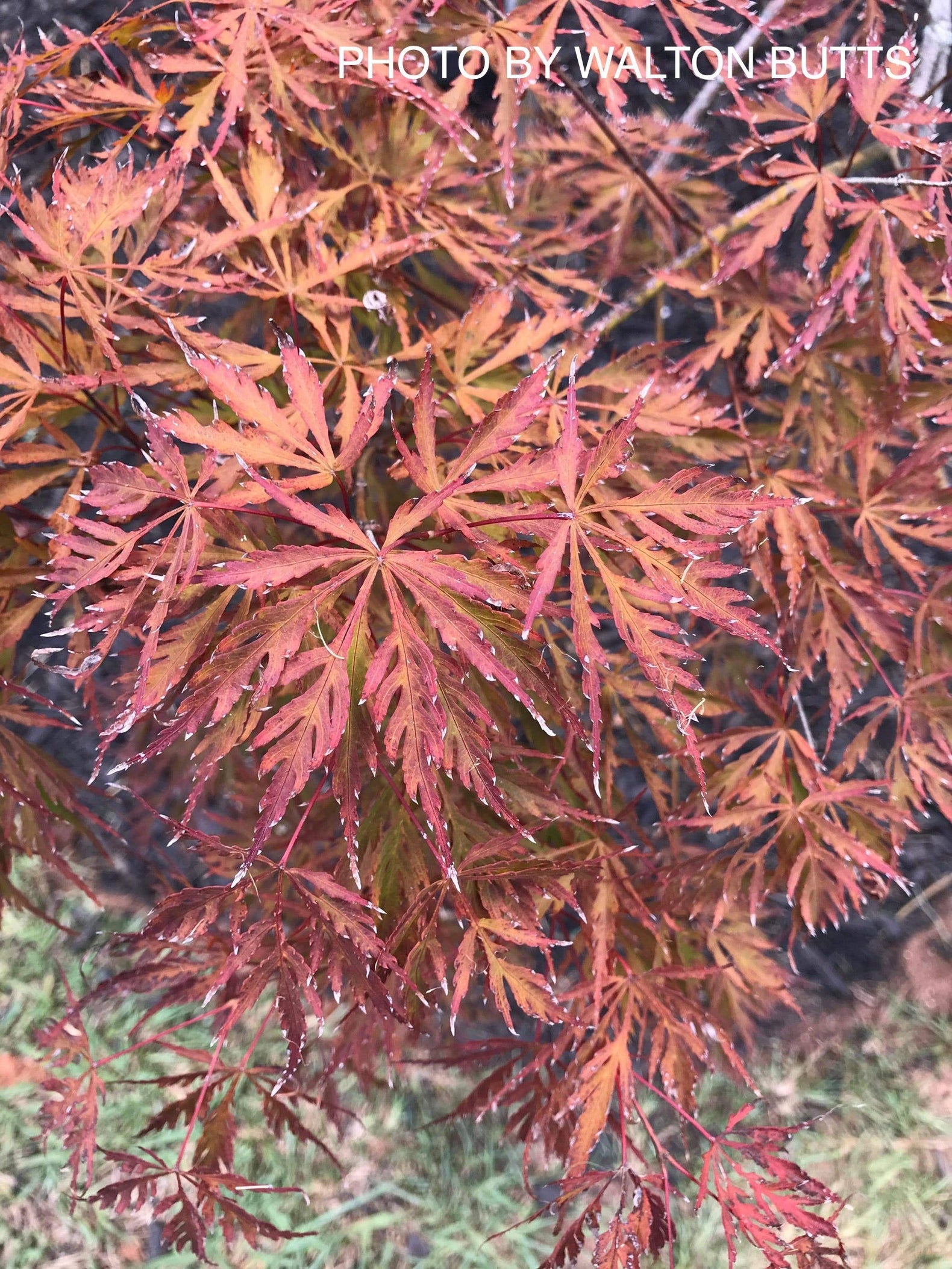 Buy Acer palmatum dissectum 'Firefall' Weeping Red Japanese Maple — Mr ...