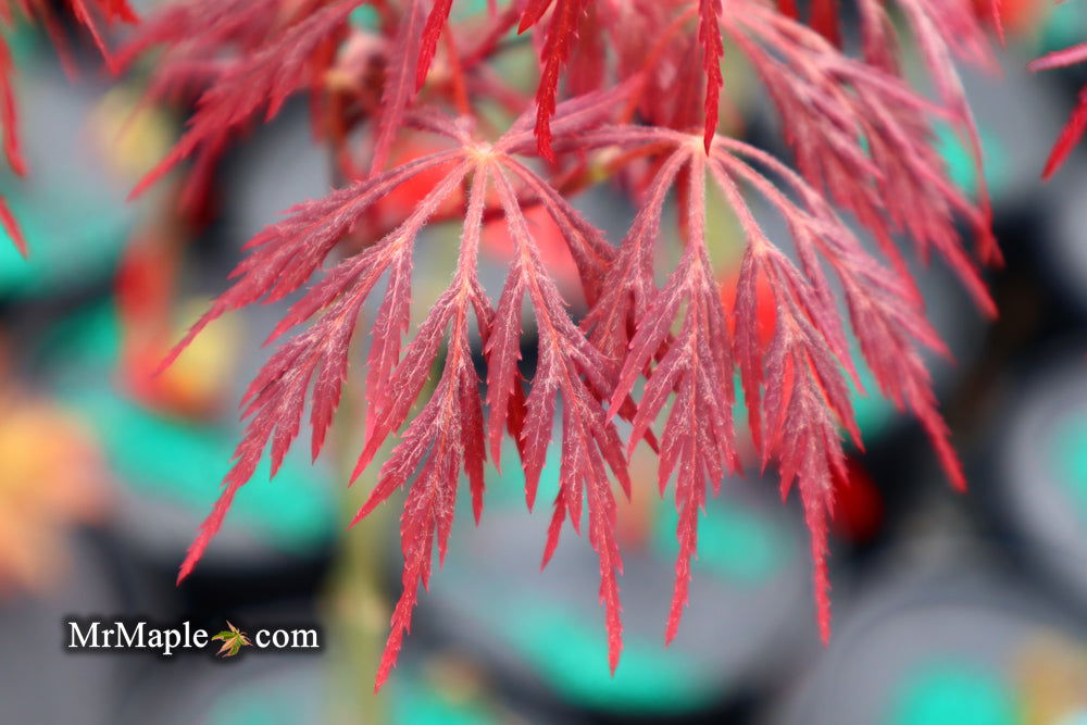 Buy Acer palmatum dissectum 'Firefall' Weeping Red Japanese Maple — Mr ...