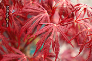- Acer palmatum 'Firefall' Weeping Red Japanese Maple - Mr Maple │ Buy Japanese Maple Trees