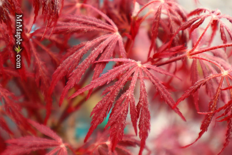 - Acer palmatum 'Firefall' Weeping Red Japanese Maple - Mr Maple │ Buy Japanese Maple Trees