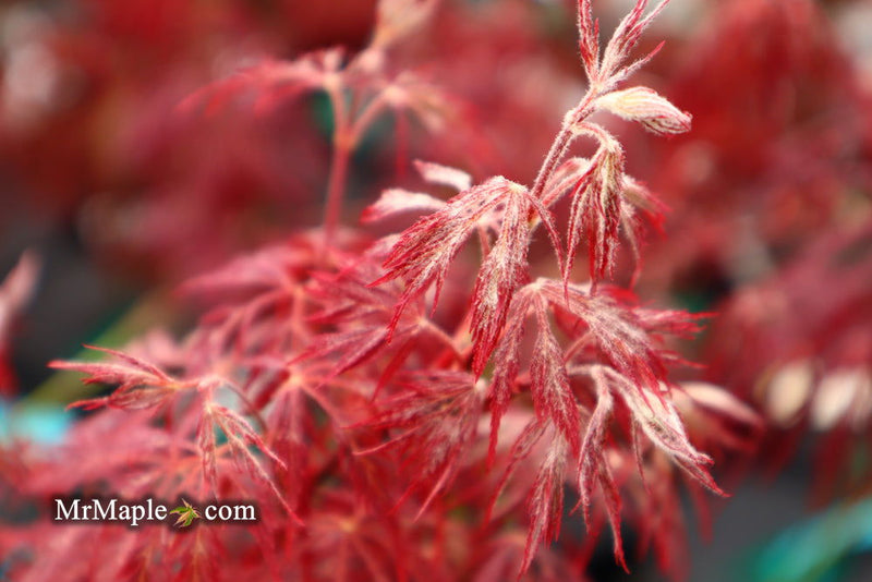 - Acer palmatum 'Firefall' Weeping Red Japanese Maple - Mr Maple │ Buy Japanese Maple Trees