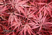 - Acer palmatum 'Firefall' Weeping Red Japanese Maple - Mr Maple │ Buy Japanese Maple Trees