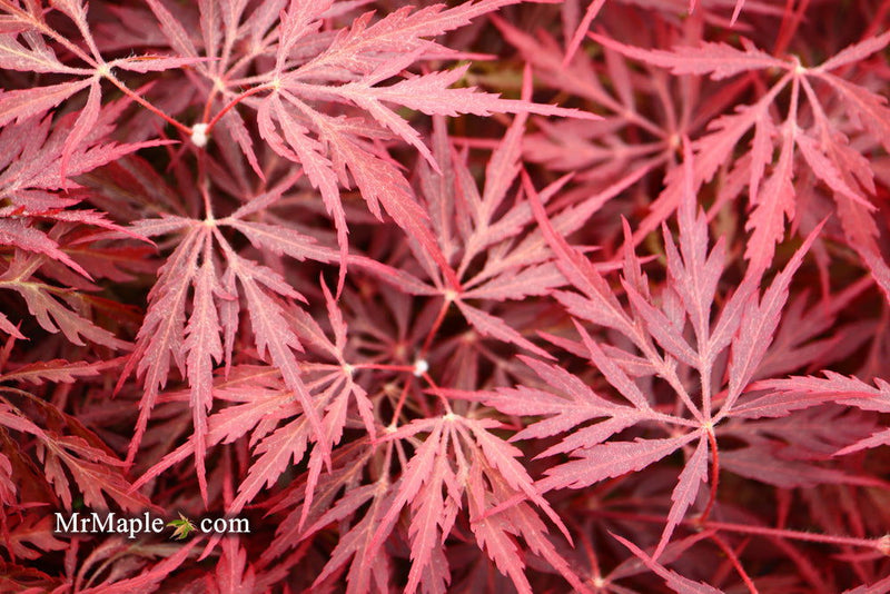 - Acer palmatum 'Firefall' Weeping Red Japanese Maple - Mr Maple │ Buy Japanese Maple Trees