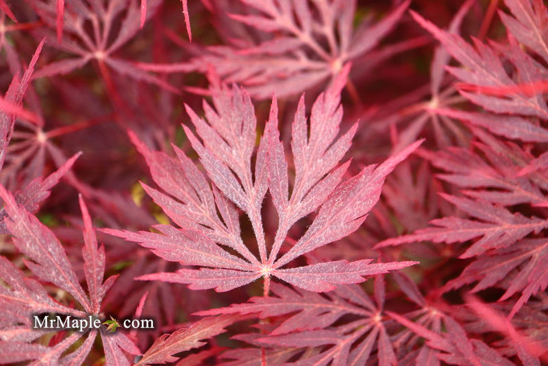 - Acer palmatum 'Firefall' Weeping Red Japanese Maple - Mr Maple │ Buy Japanese Maple Trees