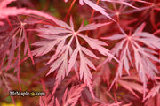 - Acer palmatum 'Firefall' Weeping Red Japanese Maple - Mr Maple │ Buy Japanese Maple Trees