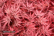 - Acer palmatum 'Firefall' Weeping Red Japanese Maple - Mr Maple │ Buy Japanese Maple Trees