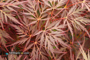 - Acer palmatum 'Firefall' Weeping Red Japanese Maple - Mr Maple │ Buy Japanese Maple Trees