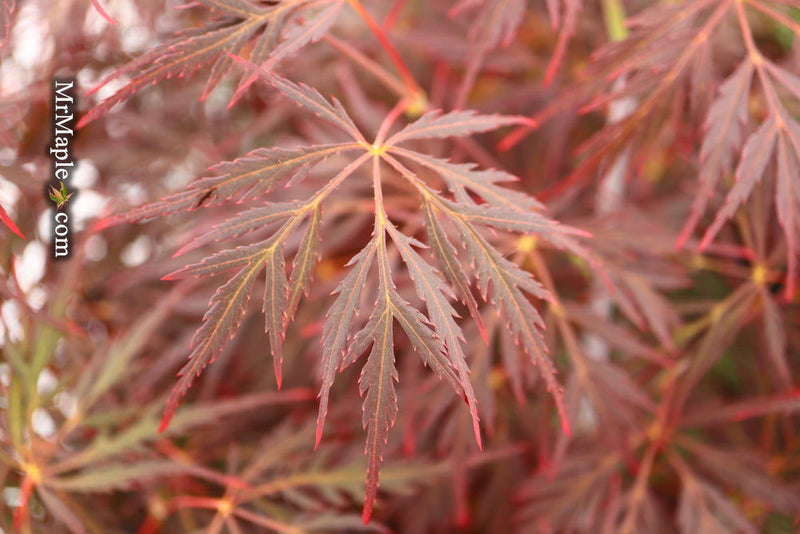- Acer palmatum 'Firefall' Weeping Red Japanese Maple - Mr Maple │ Buy Japanese Maple Trees