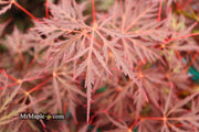 - Acer palmatum 'Firefall' Weeping Red Japanese Maple - Mr Maple │ Buy Japanese Maple Trees