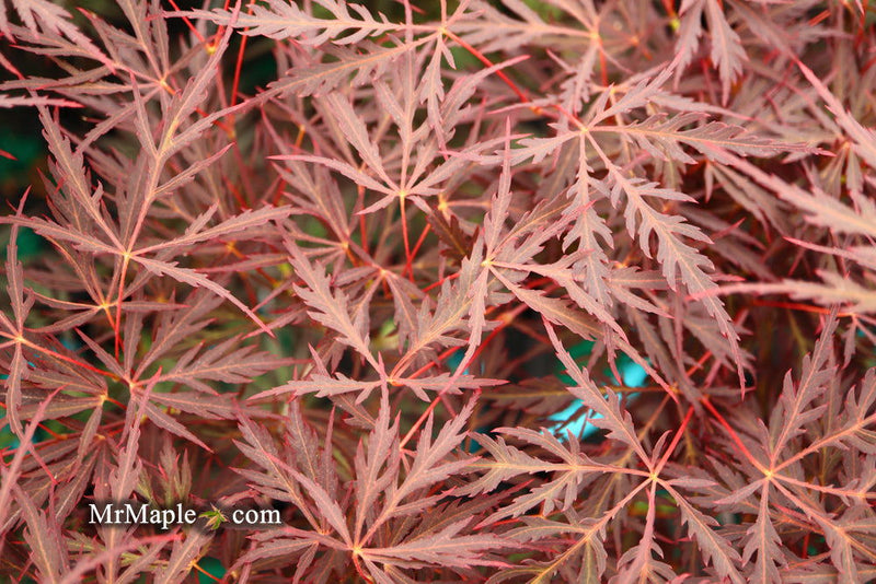 - Acer palmatum 'Firefall' Weeping Red Japanese Maple - Mr Maple │ Buy Japanese Maple Trees