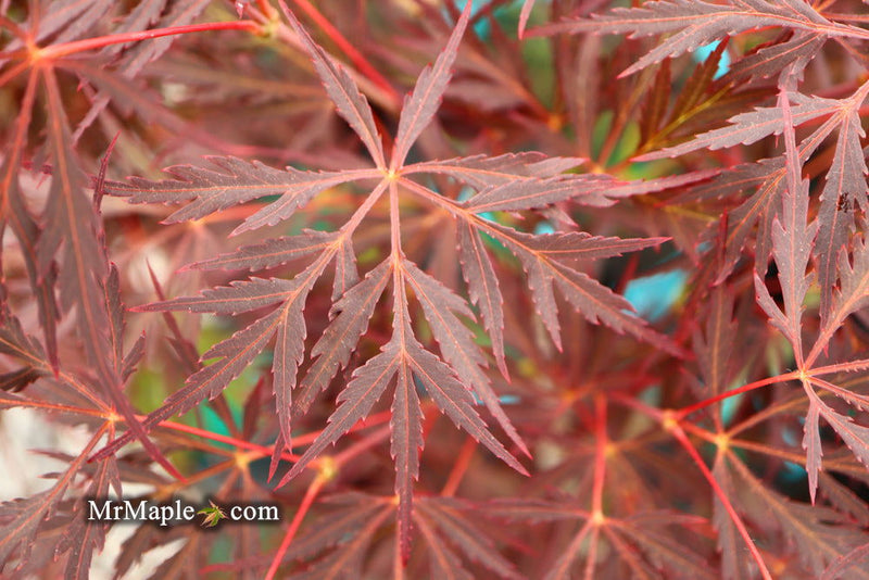 - Acer palmatum 'Firefall' Weeping Red Japanese Maple - Mr Maple │ Buy Japanese Maple Trees