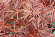 - Acer palmatum 'Firefall' Weeping Red Japanese Maple - Mr Maple │ Buy Japanese Maple Trees