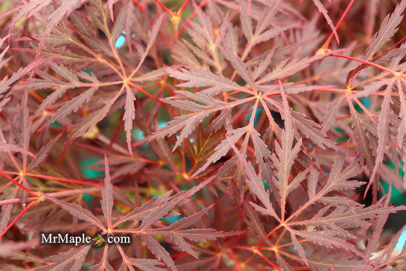 - Acer palmatum 'Firefall' Weeping Red Japanese Maple - Mr Maple │ Buy Japanese Maple Trees
