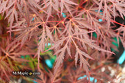 - Acer palmatum 'Firefall' Weeping Red Japanese Maple - Mr Maple │ Buy Japanese Maple Trees
