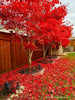 - Acer palmatum 'Fireglow' Japanese Maple - Mr Maple │ Buy Japanese Maple Trees