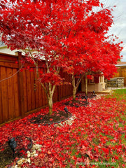 - Acer palmatum 'Fireglow' Japanese Maple - Mr Maple │ Buy Japanese Maple Trees